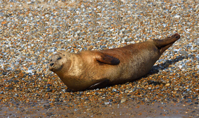 Common - Harbour Seal on shingle bank 