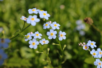 Myosotis sylvatica, the wood forget-me-not or woodland forget-me-not, is a species of flowering plant in the family Boraginaceae, native to Europe.