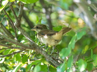 Red-backed shrike on the branch. Selective focus. Close up. Floodplain forest Igneada National Park Turkey. Igneada, iğneada district Kirklareli city Turkey