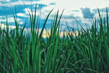 grass and sky