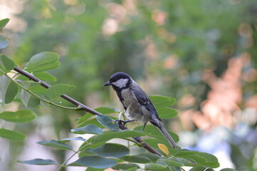 A small sparrow on a branch of an acacia tree