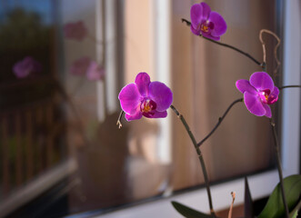 Beautiful purple orchid close-up, on a blurred beige background. Exotic flower in a pot on the windowsill