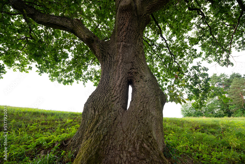 Poster big old tree with a hole