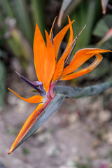 Obraz premium Close up shot of bird of paradise flower blossom