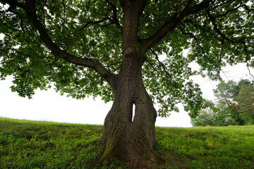 Fototapeta na wymiar big old tree with a hole in trunk