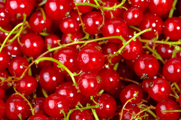Sweet red currants. Fresh berries