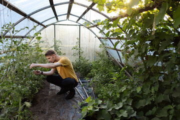 Man picking fresh vegetables from green house. Organic farmer in yellow shirt. Local food harvest...