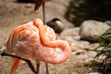 Obraz premium pink flamingo in the zoo