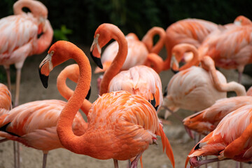 Fototapeta na wymiar flamingo in the zoo