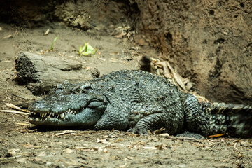 crocodile