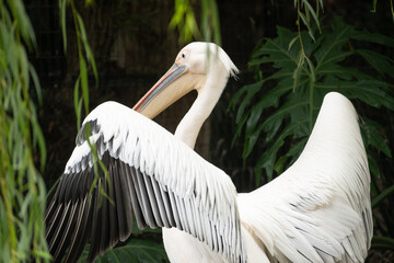 pelican 