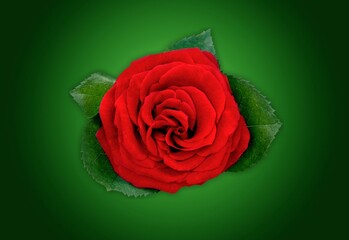 Beautiful fresh rose flower details