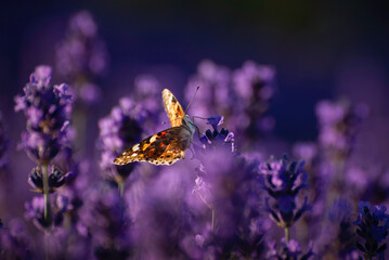 Beautiful summer Floral Background with a Gentle Butterflies on Lavender Flowers..
