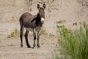  Jenny in the Beattey Nevada Herd