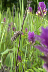 closeup of a bag worm moth case that made of dry branch pieces on a wild plant stem
