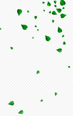 Olive Leaf Abstract Vector Transparent Background