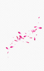 Pink Flower Japan Vector Transparent Background.