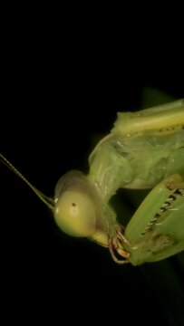 VERTICAL VIDEO: Close-up of large green praying mantis cleaning its front paws. Extreme close up