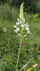 Pyrenees star of Bethlehem or spiked star of Bethlehem or Prussian asparagus or wild asparagus or...