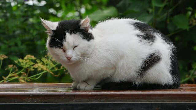 a homeless, multi-colored cat sits on a bench, a hungry cat asks to come into the house, selective focus.