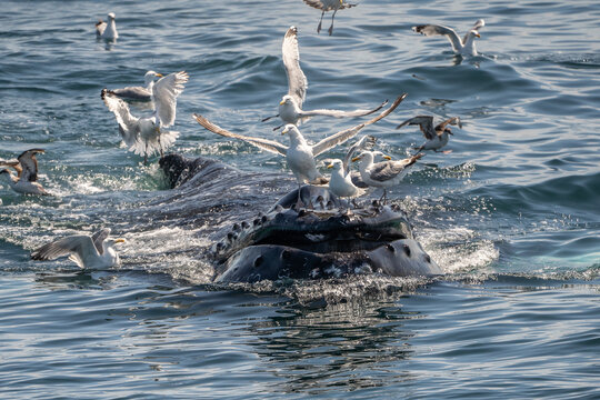 Humpback whales (Megaptera novaeangliae) bubble-net feeds near whale watching boat off the coast of Cape Cod