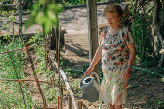senior woman in summer watering the vegetable garden with watering can