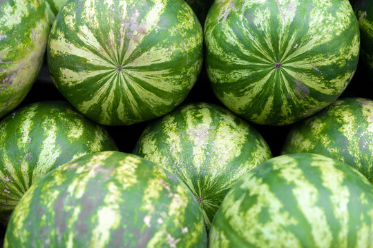 Harvest watermelons, berries neatly stacked on top of each other.Lots of big green watermelons for sale.Summer pictures, desktop wallpapers.
