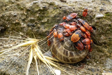 nymphs of Fire Bugs ( Pyrrhocoris apterus ) on a land snail