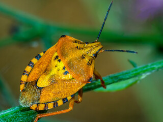 bug 28