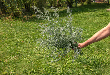 Closeup of fresh growing sweet wormwood (Artemisia Annua, sweet annie, annual mugwort) grasses in...