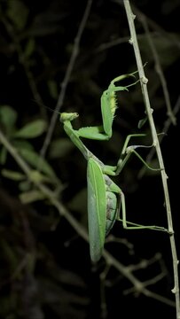 VERTICAL VIDEO: Close-up of large female green praying mantis sitting on branch. 