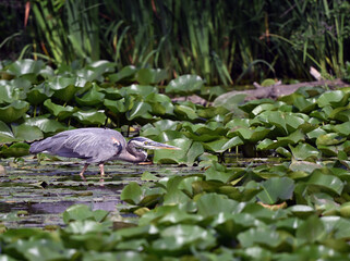 Great Blue Heron stalking fish for dinner