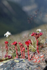 Sempervivum arachnoideum, the cobweb house-leek, a flowering plant in the family Crassulaceae, native to European mountains, in the Alps od Swiss