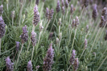 close up of lavender flowers
