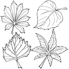 Sketch of leaves black and white outline illustration