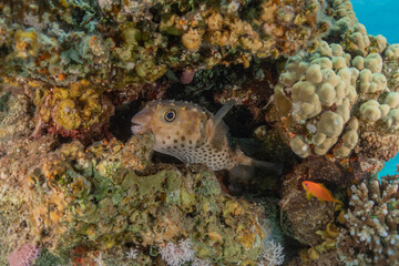 Fish swimming in the Red Sea, colorful fish, Eilat Israel
