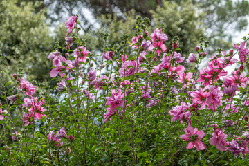 Obraz premium Close-up of beautiful blooming pink flowers in sunny summer day with green trees and sky in background