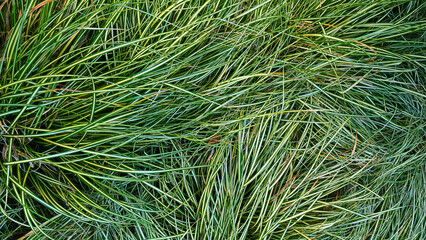 Abstract background of green grass on the Montenegrin coast.