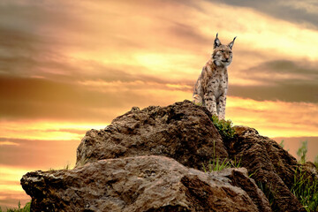 boreal lynx perched on top of a rock at sunset