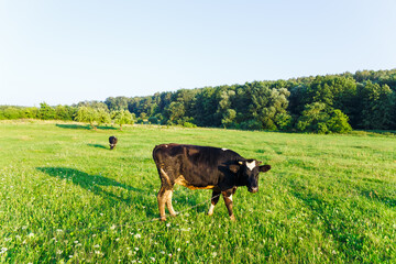 Black and white cows grazing on green meadow near by forest.