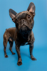 french bulldog puppy