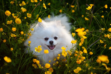 Happy Pomeranian in Buttercups
