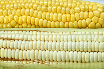 grano de elote blanco y amarillo