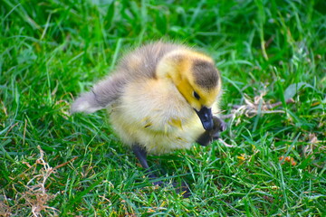 A golden clumsy Canada gosling standing on one leg spreading its right wing The name of this large bird is misleading as the majority of these geese have never been to North America and will not visit