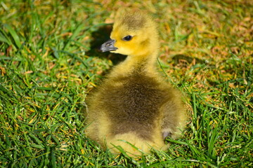 A fluffy baby Canada goose enjoying the sunshine and a little nap in the middle of a meadow in...