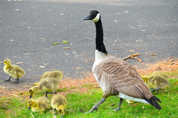An adult Canada goose grazing surrounded by its cute fluffy little goslings. Avoid getting too close to them for the sake of taking a selfie especially in spring as they might easily feel threatened.