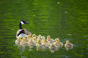 A female Canada goose Branta canadensis and its sixteen little goslings swimming away together in the river Thames in London The adults are huge black and white birds with very long necks and big feet