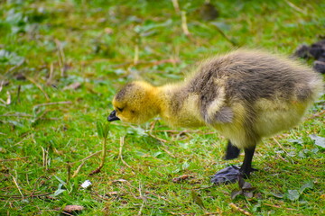 Tiny gosling grazing Baby goose is capable of feeding itself on its own a few weeks after hatching but it still loves being close to its parents and siblings King Charles II introduced them to Britain