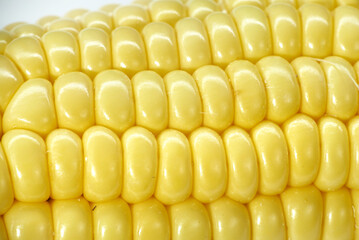 grano de elote amarillo