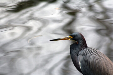 great blue heron